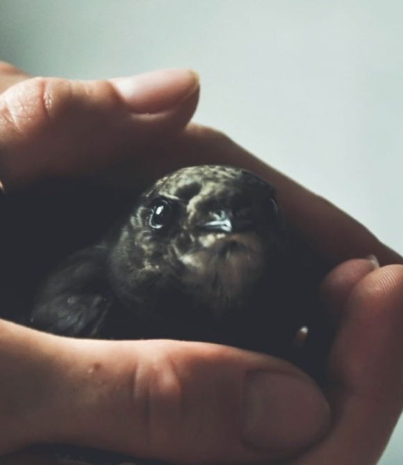bird