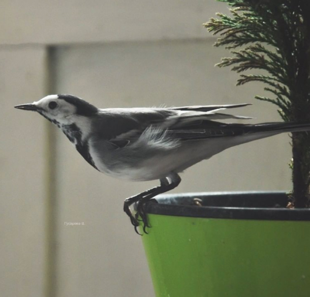 bird